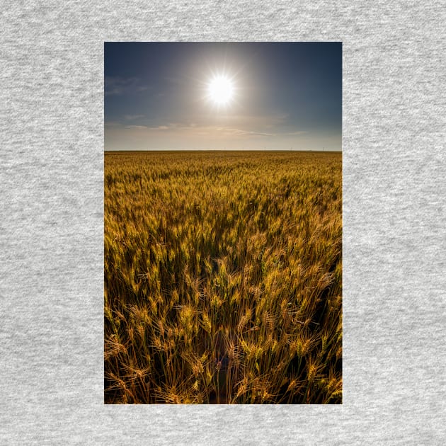 Wheat field at sunset, sun in the frame by naturalis